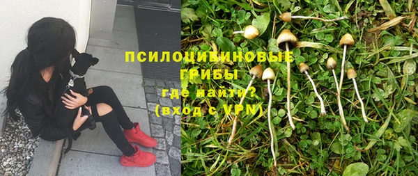 PSILOCYBIN Навашино