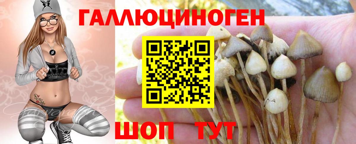 Псилоцибиновые грибы Psilocybe Полысаево